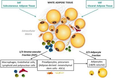 Specific Biological Features of Adipose Tissue, and Their Impact on HIV Persistence